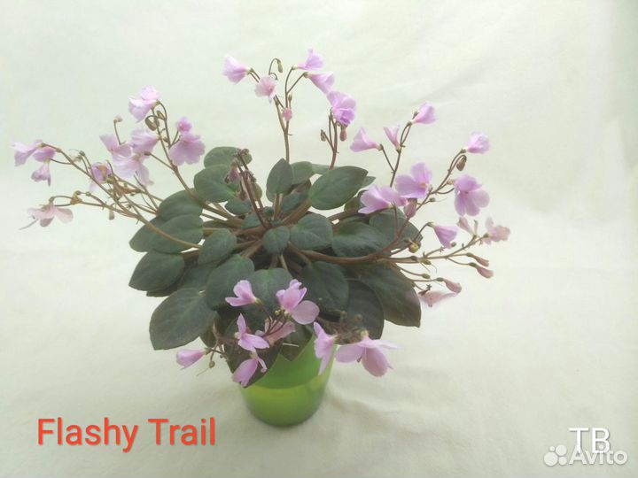 Фиалки-трейлеры (ампельные)