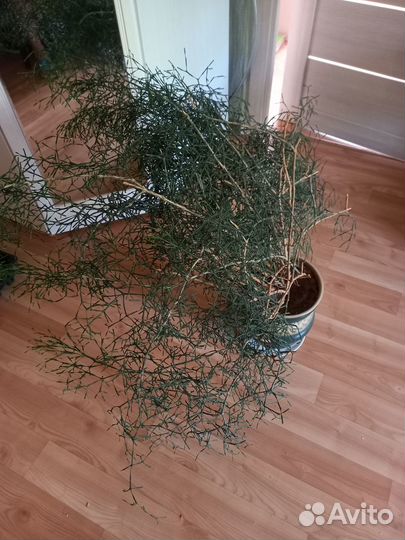 Комнатные цветы хатиора