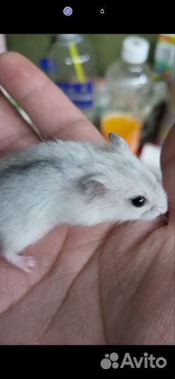 Джунгарский хомяк