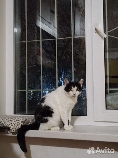 Мару ищет добрые руки