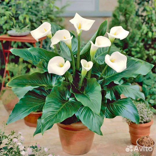 Комнатные цветы калла