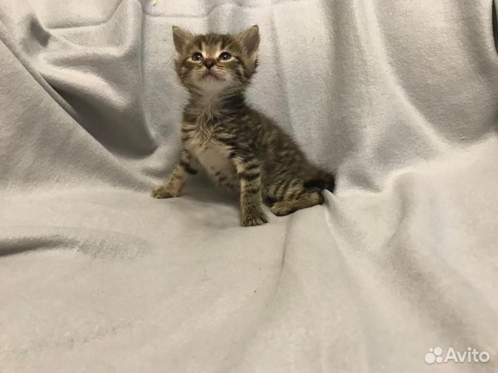 Клепочка ищет семью