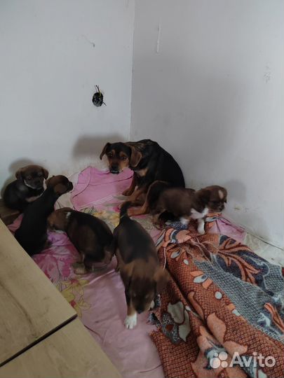 Щенки ищут новый дом