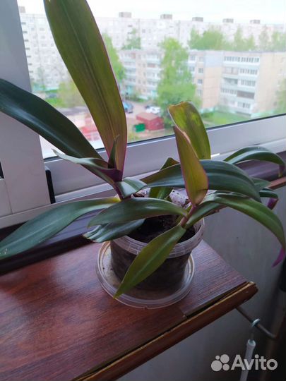 Цветы комнатные