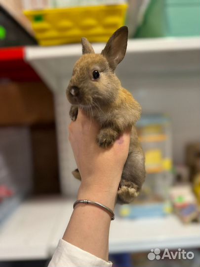 Декоративные карликовые кролики