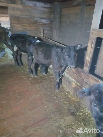 На продажу 4 телочки черной масти