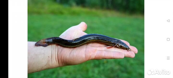 Рыба для пруда