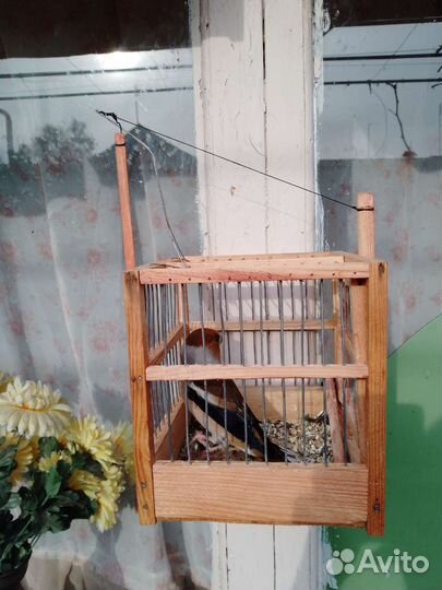 Певчие птицы