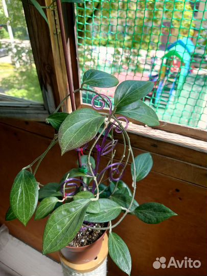 Хойи разные