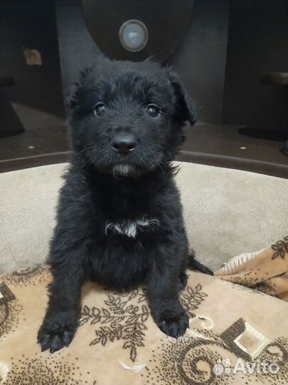 Смесь пород стафорд и немца