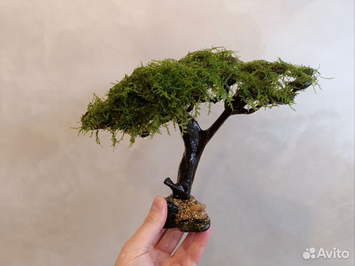 Мох для кроны Бонсай
