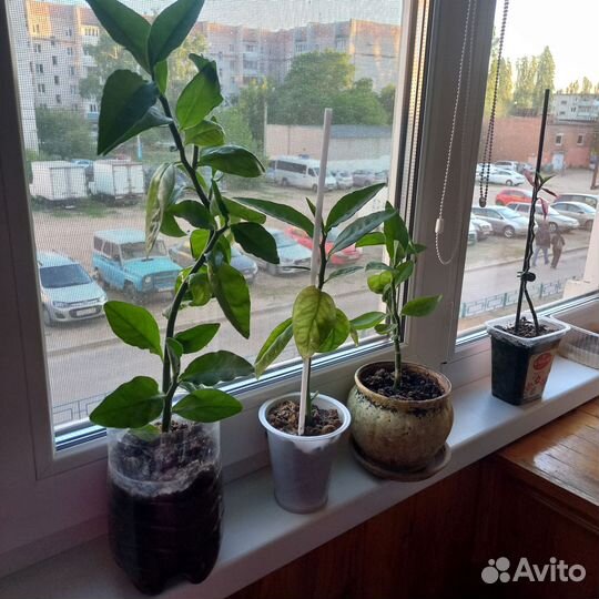 Педилантус
