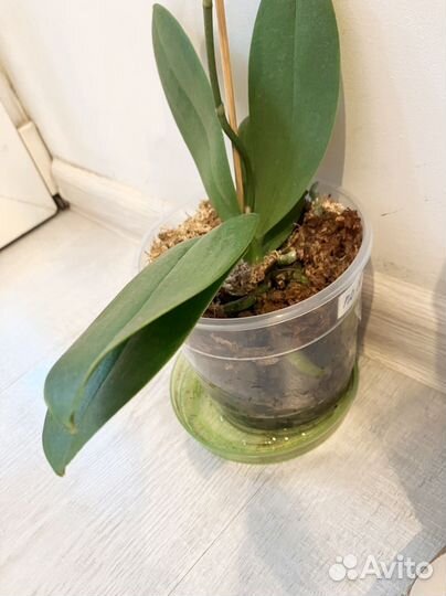 Орхидея фаленопсис