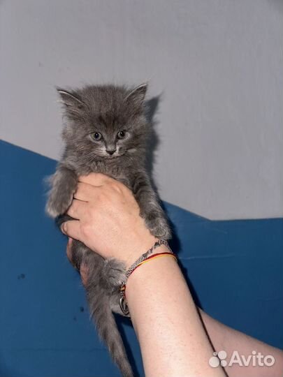 Котята кошки