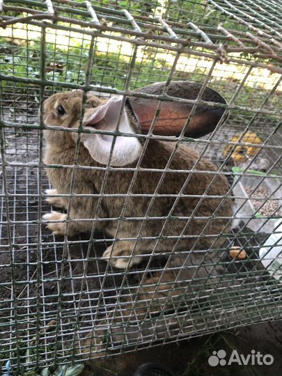 Кролики великаны