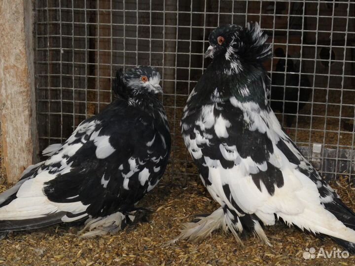 Голуби и птицы