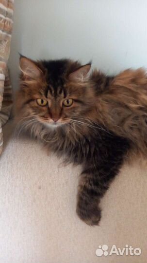 Кошечка в добрые руки