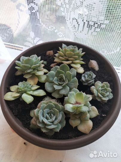 Суккуленты