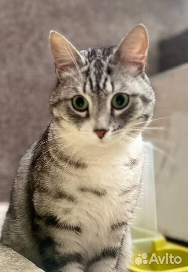 Найден кот