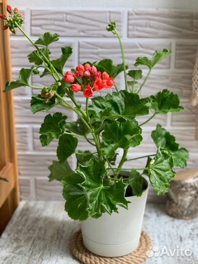 Пеларгония