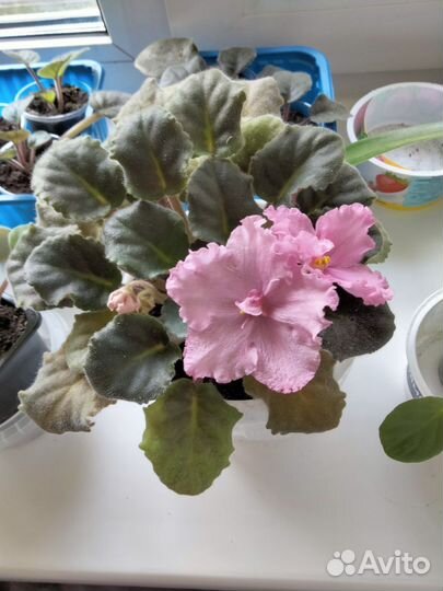 Фиалка белая, розовая, махровая, сиреневая