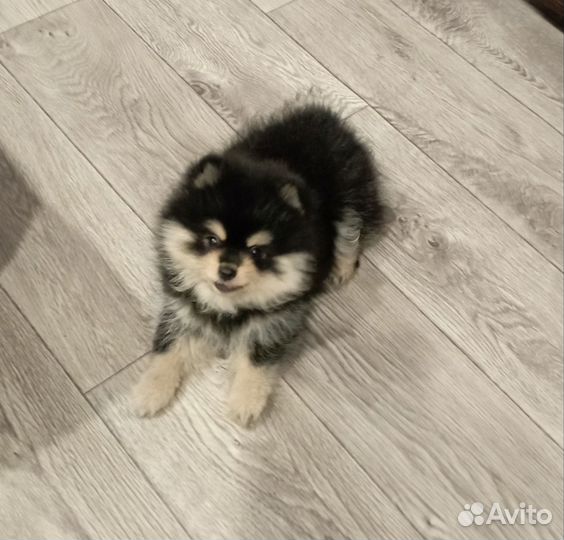 Малый немецкий шпиц девочка