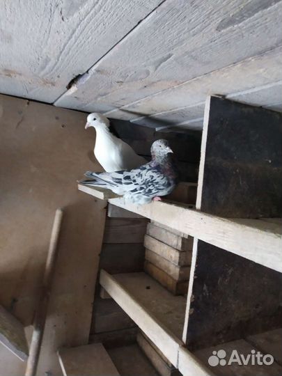 Бойные голуби