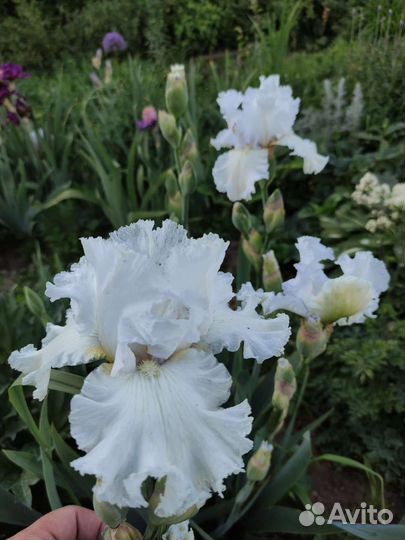 Ирисы бородатые сортовые 2