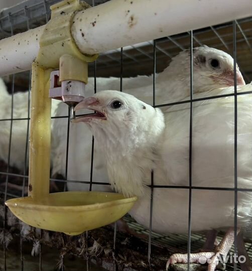 Суточные Перепелята