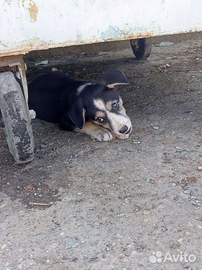 Щенок в добрые руки