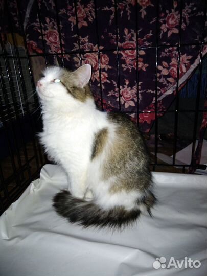 Спокойная и ласковая Машуля ищет дом