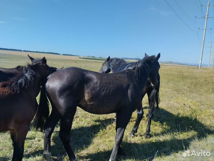 Кобыла 3 года