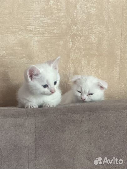 Отдам котят в добрые руки бесплатно