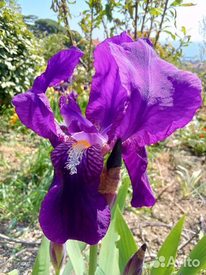 Ирис фиолетовый