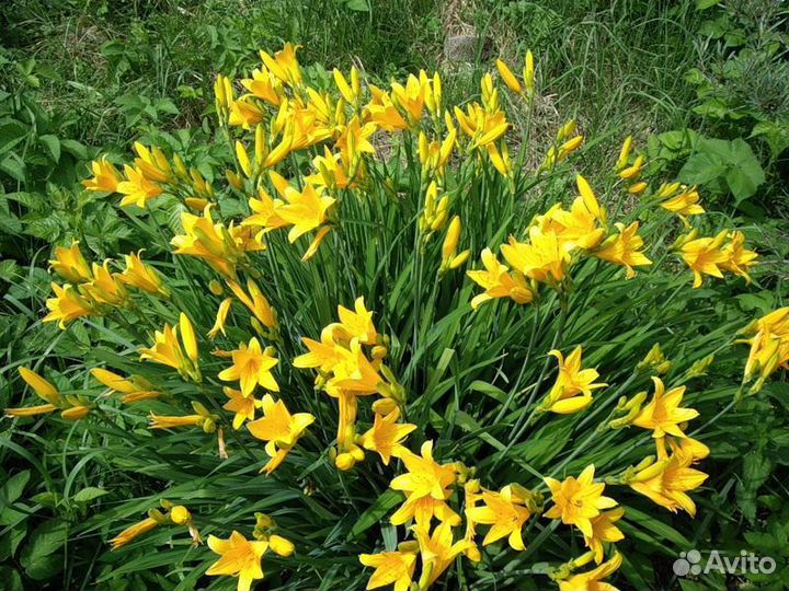 Многолетние садовые цветы