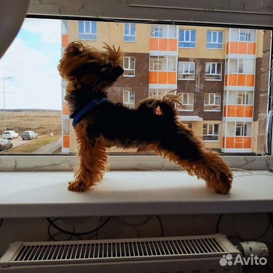 Йоркширский терьер Вязка