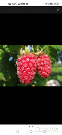 Саженцы малины геракл