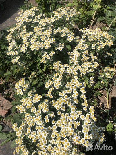 Цветы ромашки