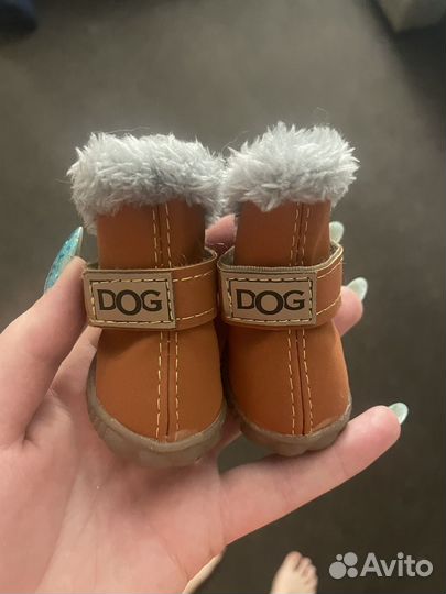 Одежда для собак мелких пород