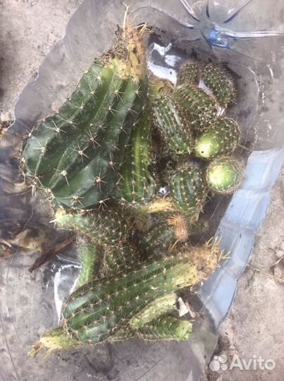 Кактусы детки