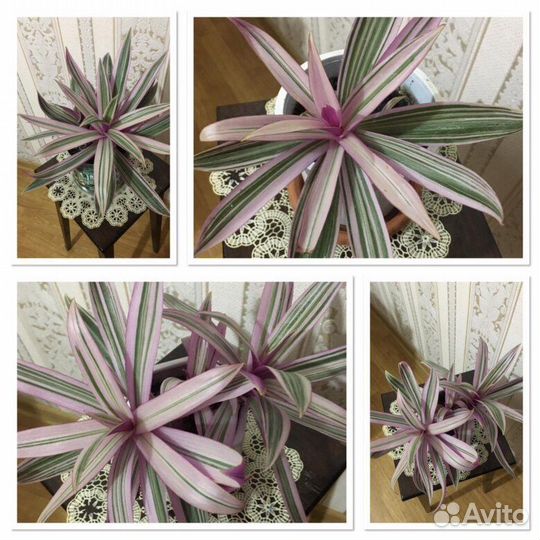 Комнатные растения.Цветы.Рео