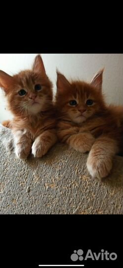 Котята мейн-кун
