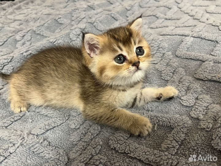 Золотой мальчик