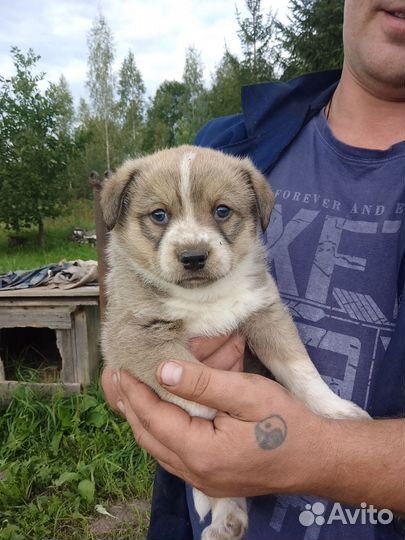 Красавец дворянин