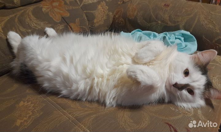 Кот в добрые руки