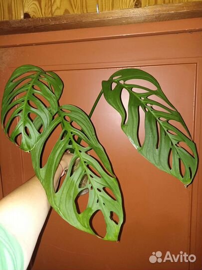 Сциндапсусы, филодендроны, монстеры 2