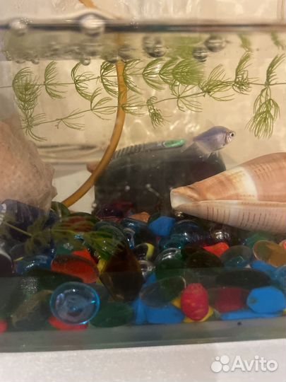 Аквариум с рыбками