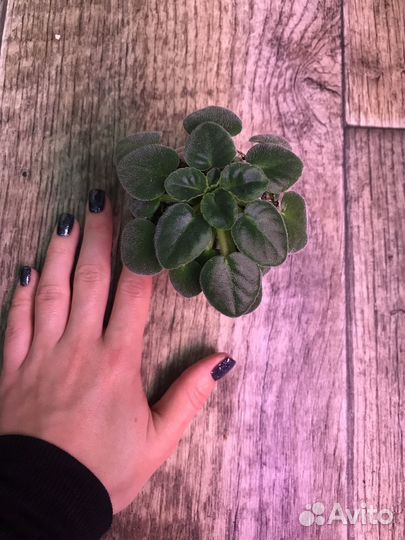 Фиалки детки