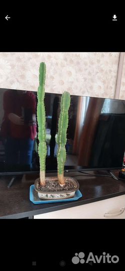 Кубинские кактусы