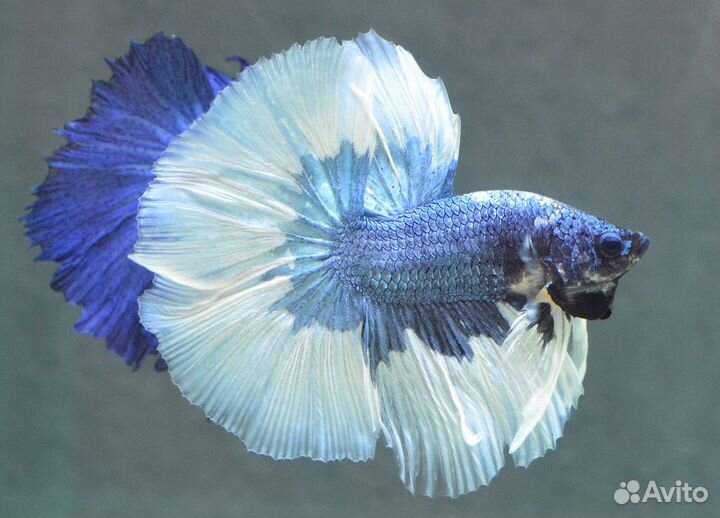 Петушок халф-мун и супер-дельта